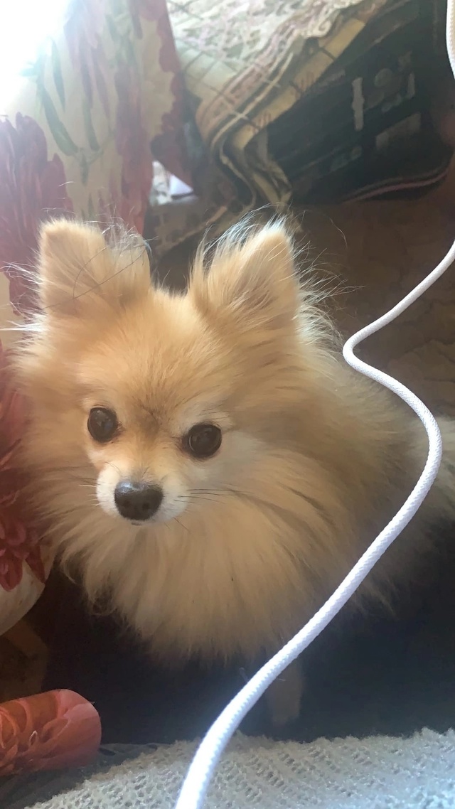 Сегодня с 19 до 21 часа потерялась собака, в районе дерев...