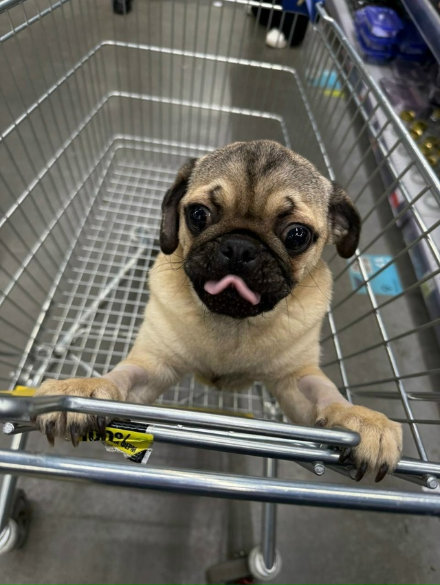 🤍 Доброты пост: курские ветеринары отказались усыпля?...