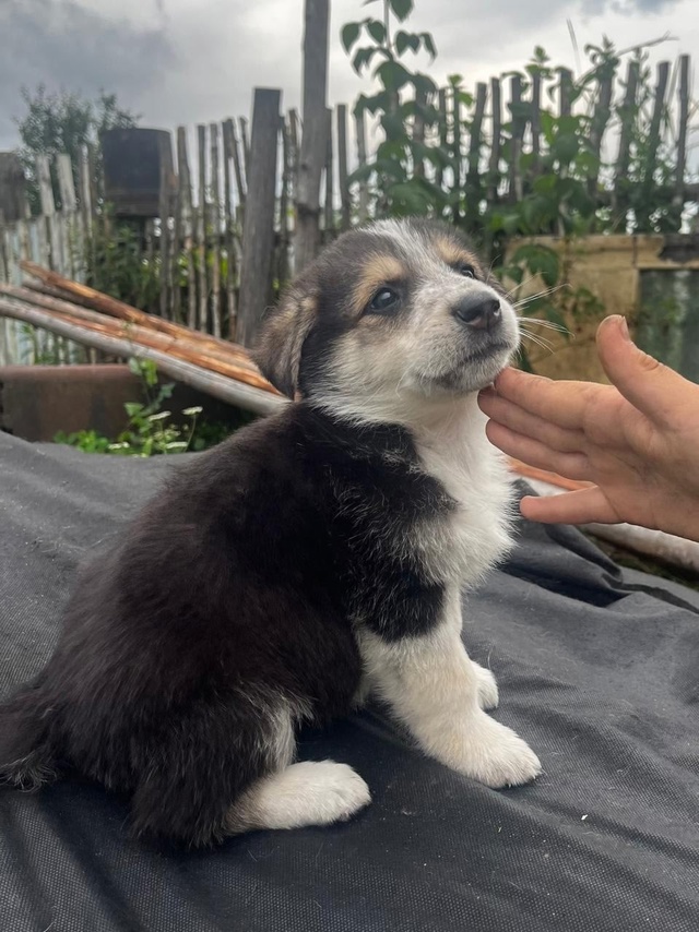 Срочно! Ищем дом малышам 🐶
Буду очень признательна, е?...