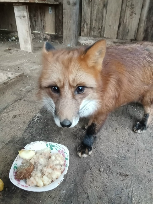 Лисичка нашлась, всем спасибо! 🥳🥳🥳
_______________
мы тепе...