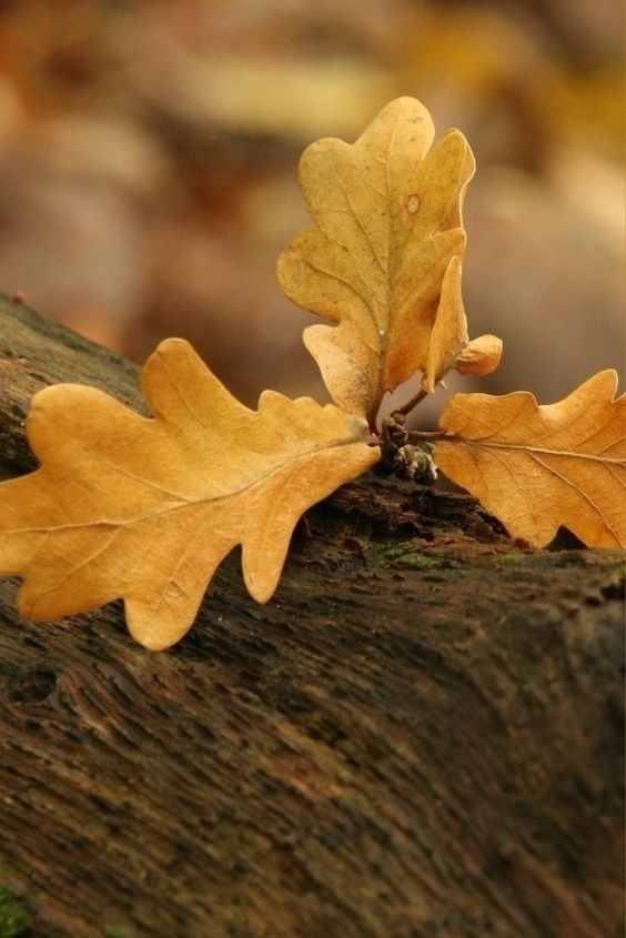 Сколько красоты в том, что зовётся мелочами✨