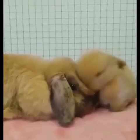 Они были созданы, чтобы дарить нам счастье и отличное н...
