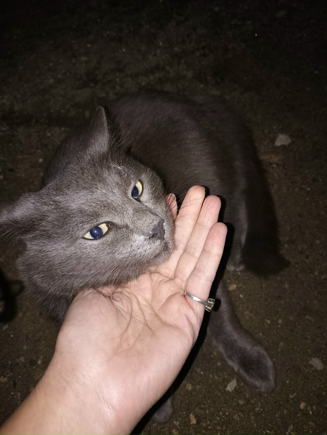 на конечной 49 на липовой появился котик или кошка. Чист...