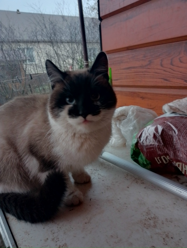 Кто потерял такого красивого котика, писать в личку