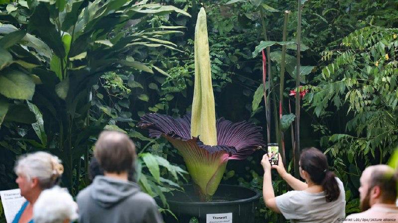 В Германии из ботанического сада украли самый вонючий цветок в мире.
Аморфофаллус титанический. Пр