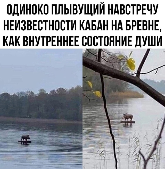 Каждый из нас немного этот кабан
