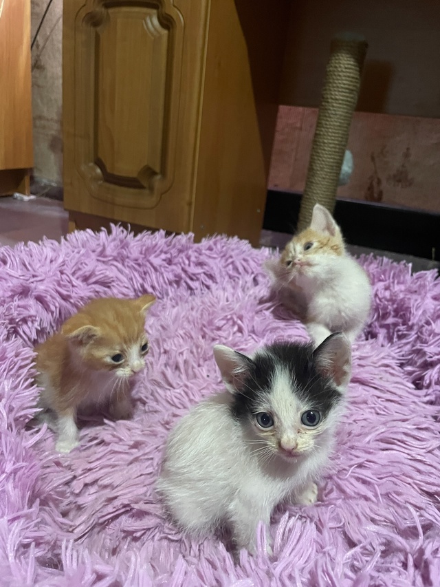 Отдам в добрые руки 🫶
Кушают сами , ласковые очень и иг...