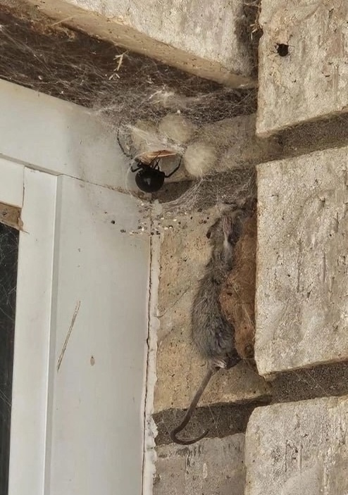 В одном из домов в США житель столкнулся с необычным со...