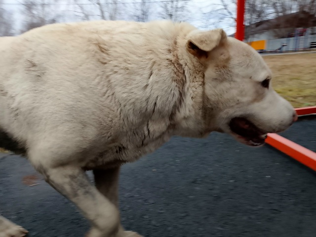 Пост для ваших животных в комменты отдам приму нашли п?...