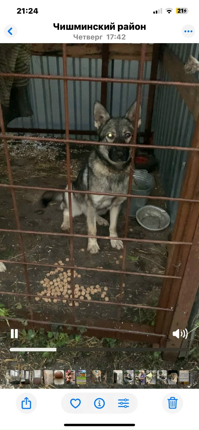 Ищет самого доброго человека собака Дуся 8 месяцев. Соб...