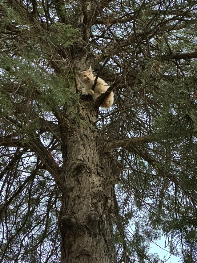 Котенок застрял на дереве справа от автовокзала, кричи...