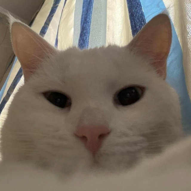 Ну альфонс настоящий