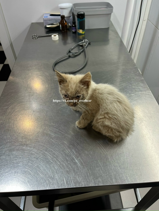 Друзья!
Мы все еще пытаемся насобирать денежку на пога...