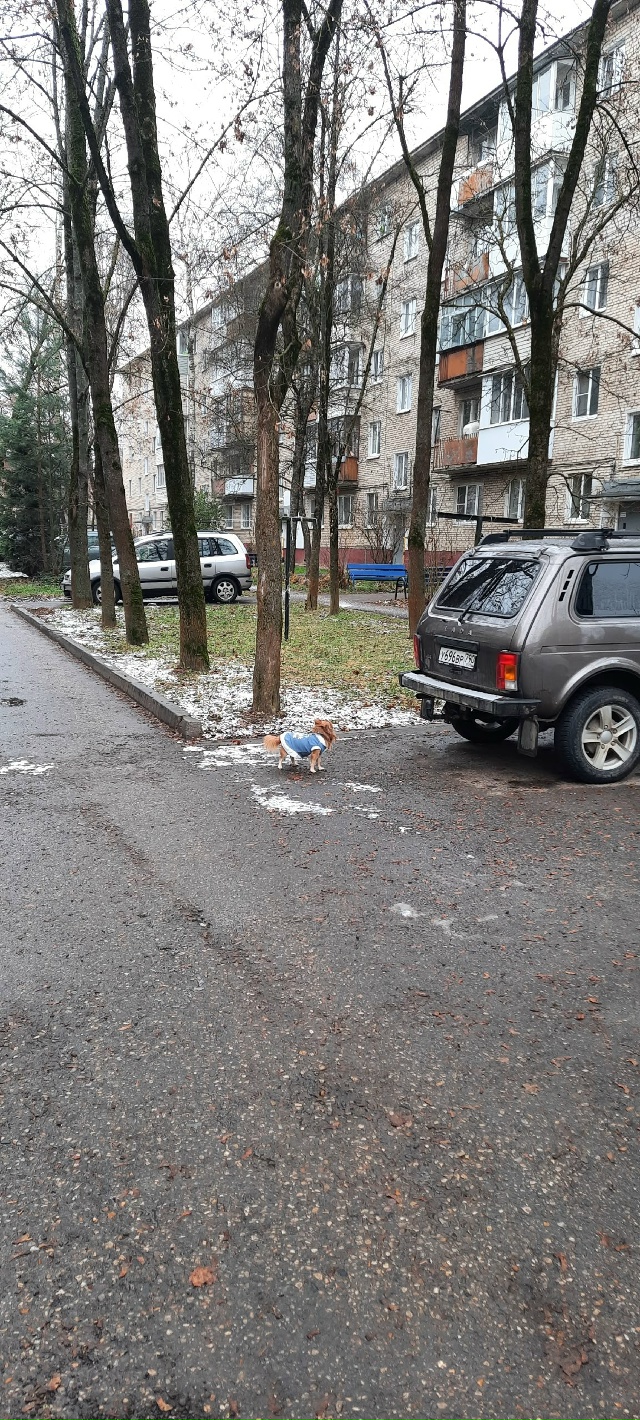 Возможно, потеряшка.
Бегала возле домов 11-13 ул.Московск...