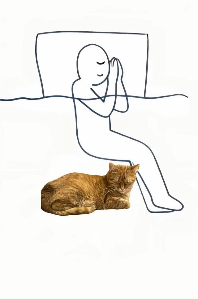 Трудно представить если будет два кота