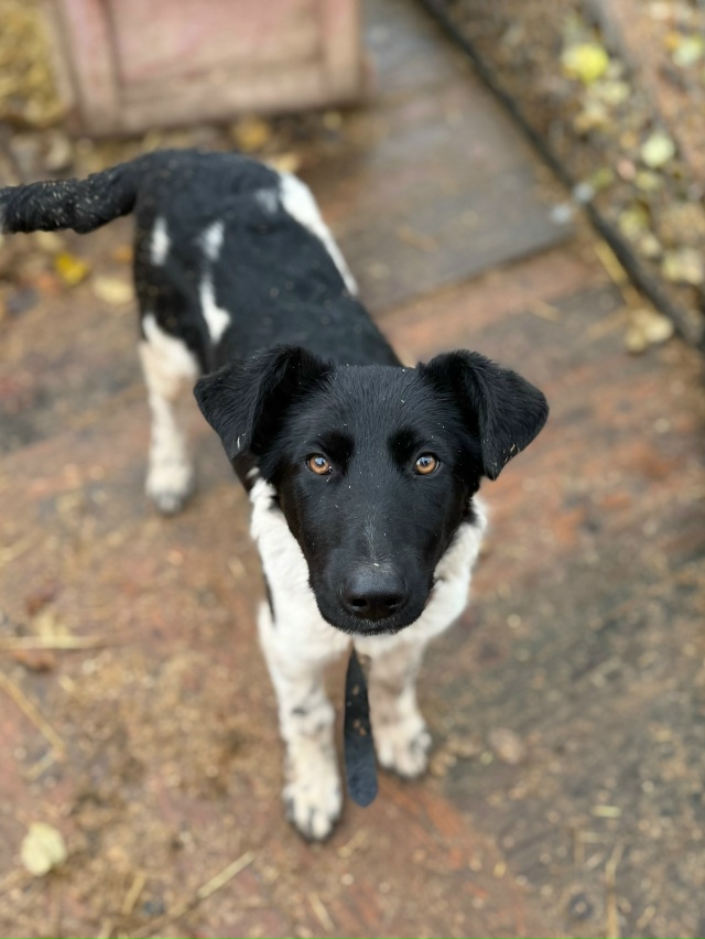 Нужен дом для классных парней.
Никто не захотел помочь ...