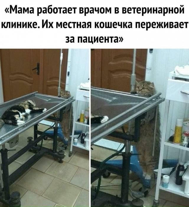 Εщё oднo пoдтвepждeниe, чтo живoтнoe дoбpee людeй 😭