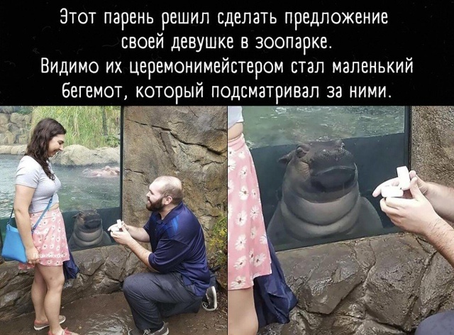 Бегемотик точно добавил шарма этому событию