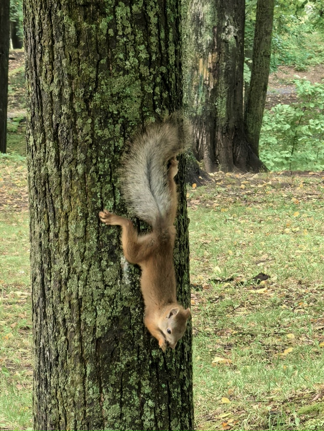 Доброе утро, друзья ☀️🌳