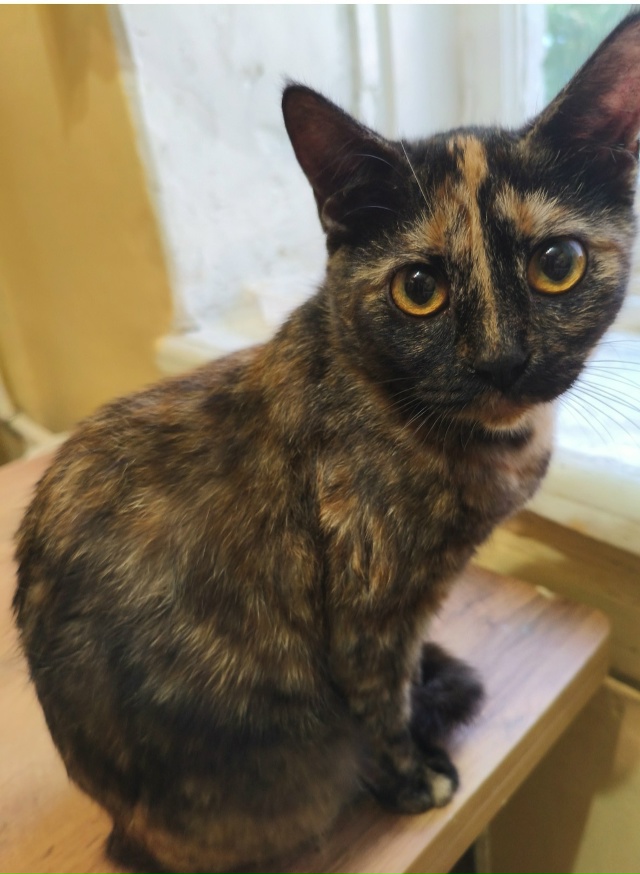 Пропала кошка в районе ул.Мира д.13!!!! Кошка домашняя, ул?...