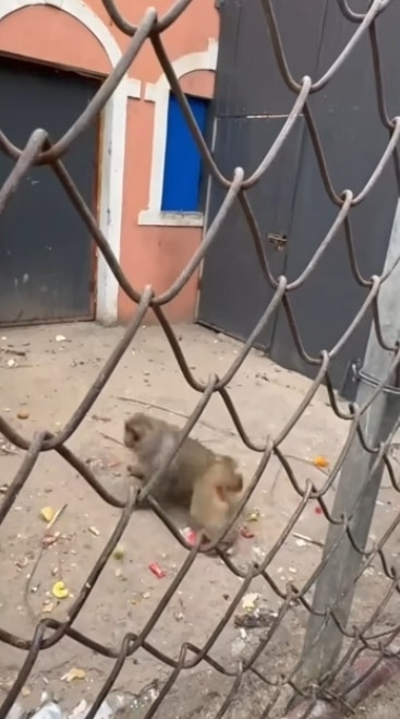 У обезьяна ни один день не скучный!