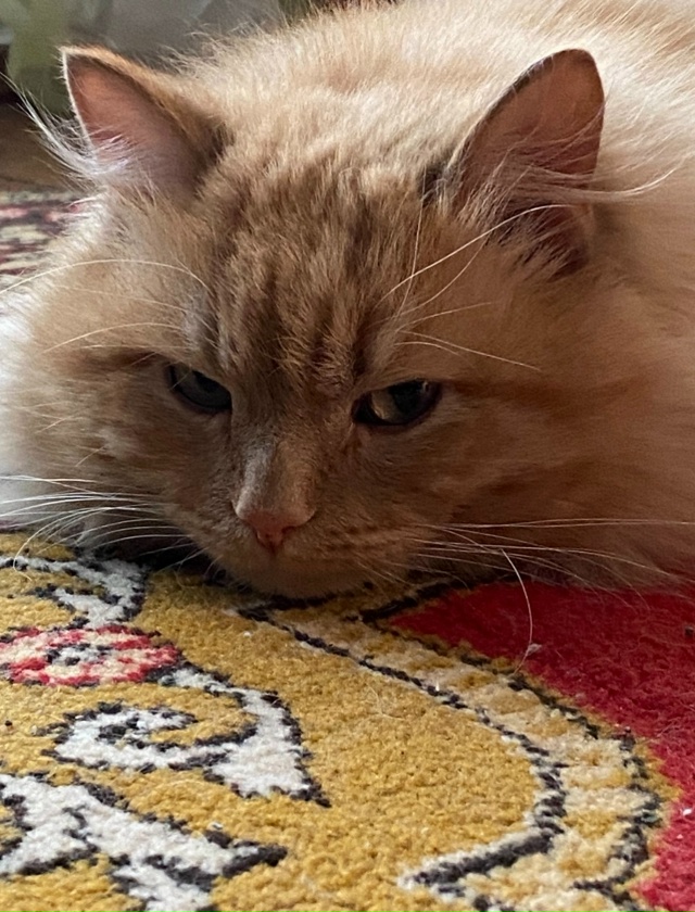 Пушок,Сильбар.