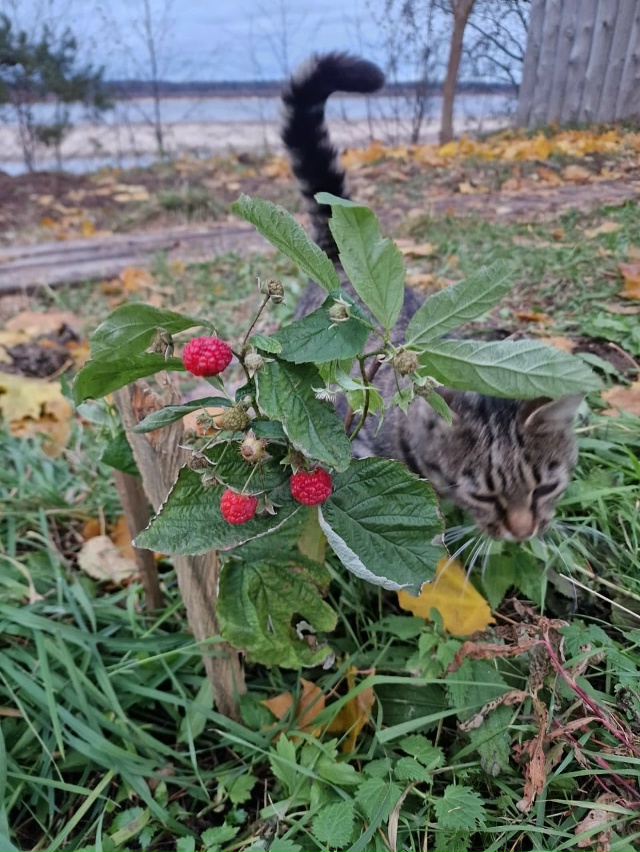Наша МУРКА в октябре по малину ходит🐈⬛ 🤣
#Я_тебя_ви...