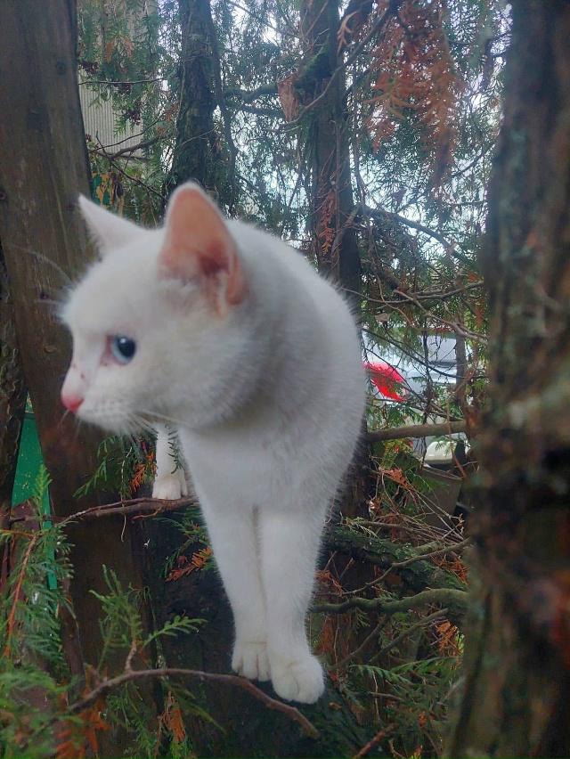 Ни у кого кошечка не терялась? Чистая, ухоженная. На вид...