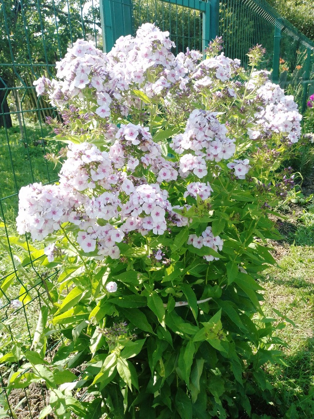 Новый флокс в моем флоксарии-Щербет Бленд (мелкие розо?...
