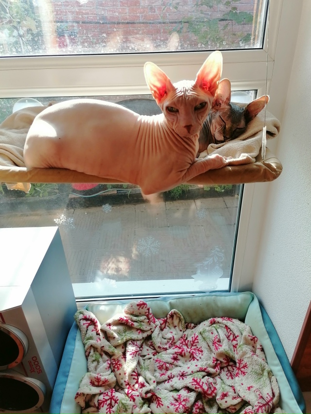 -Какие милые котики, сказал бы кто-то
- Эти два чебурека,...