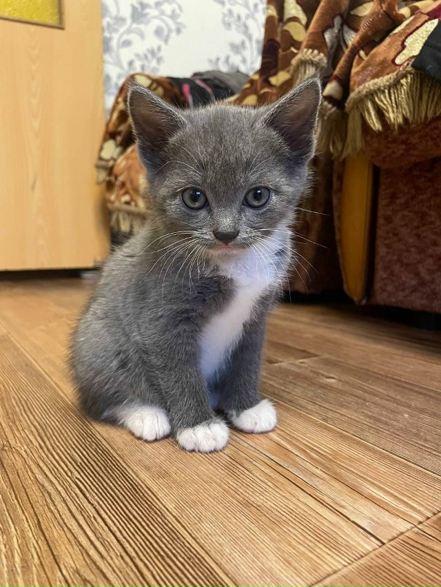 Котятки в добрые руки!очень активные и ручные ❤️
Ищут ...