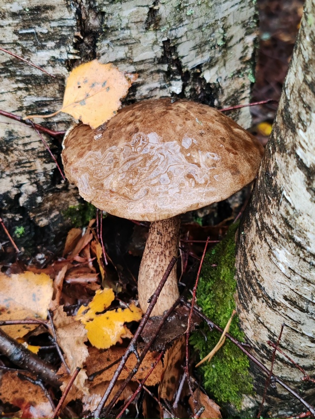 Тихая охота ❤️
16.10.2025г.
г. Рыбинск