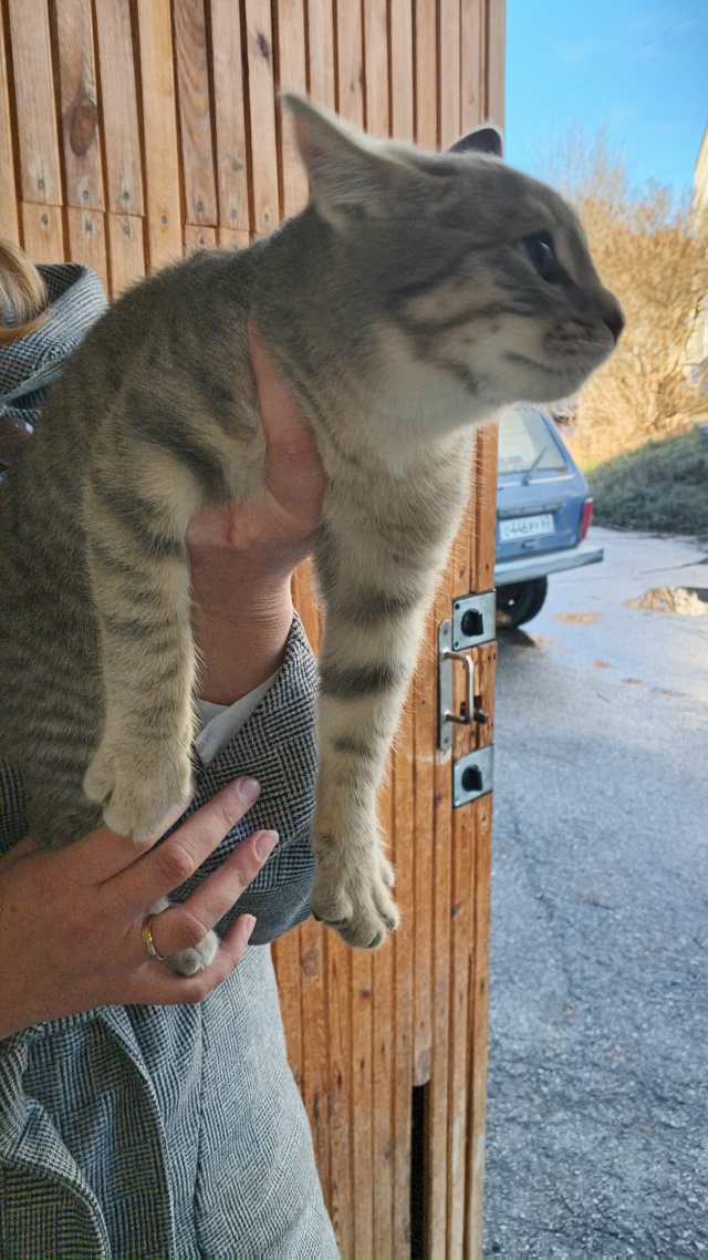 У поликлиники N1 бегает котенок, ни кто не терял? Мальчи?...