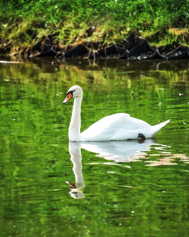 Пруд Карякинского парка в Рыбинске ❤️
📷 Сергей Чека?...