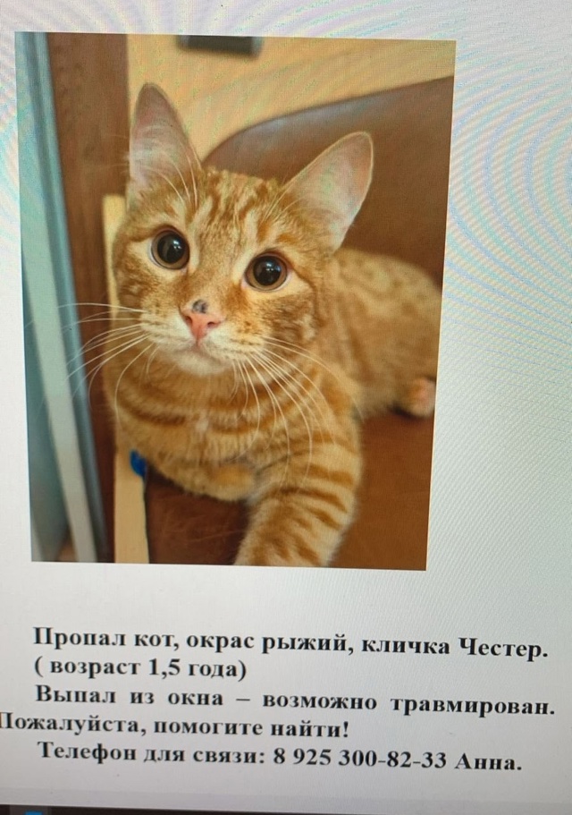 Помогите найти кота🙏🙏🙏Выпал из окна в районе Фести?...