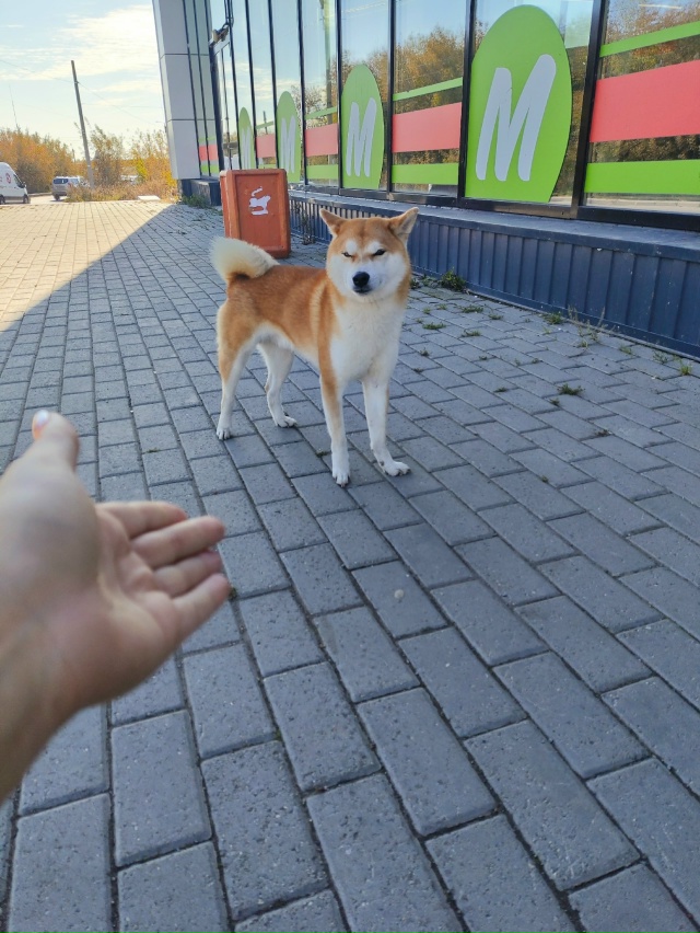 На ул. Федячкина 37а бегает сиба, кобель. Кто красавца та...