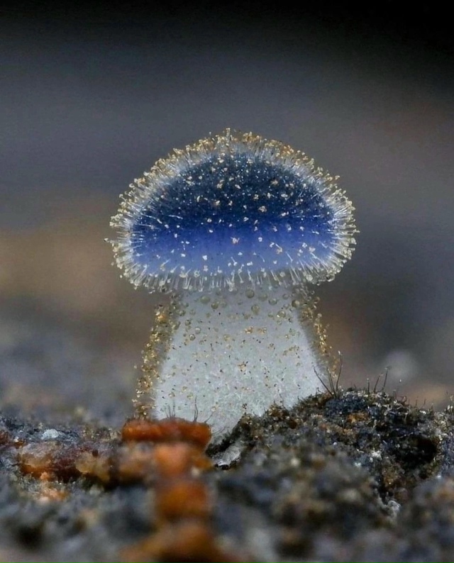 Грибочек Микена субцианоцефала поясняет свою маленьк?...