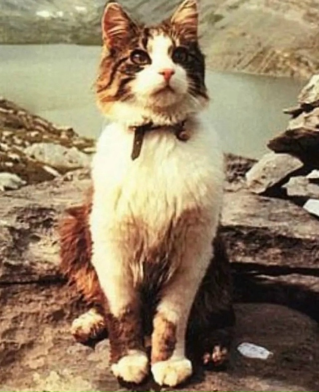 Познакомьтесь с Томбой — знаменитым котом-альпинисто?...