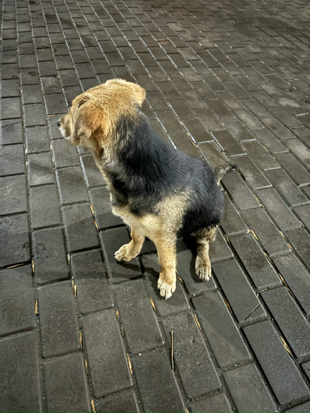 дорогие жители спутника, если кто-то что-то знает про э?...