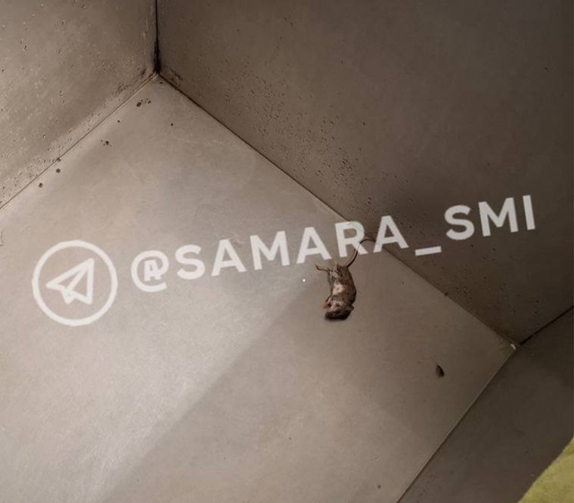 Антисанитария и трупы грызунов: что происходит в Самар...