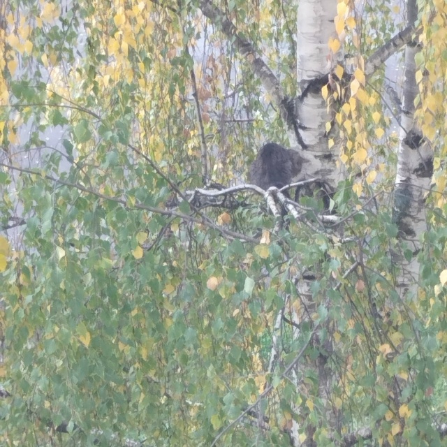 Уважаемые десногорцы, нужна помощь или ваш совет! Куда ...