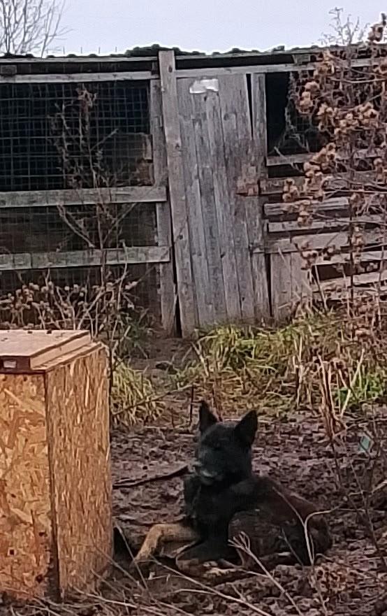 Очень нужна помощь с погашением долга Ноева ковчега! В ...