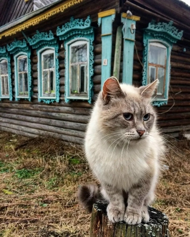 Красота деревенских котиков ❤️