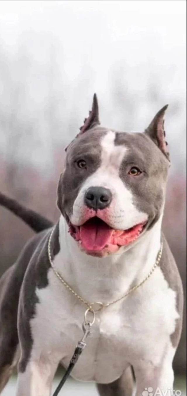 К бронированию предлагаю щенков американского стаффо?...