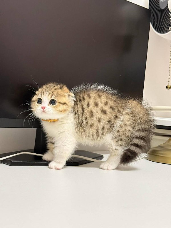 Нахохрився :3