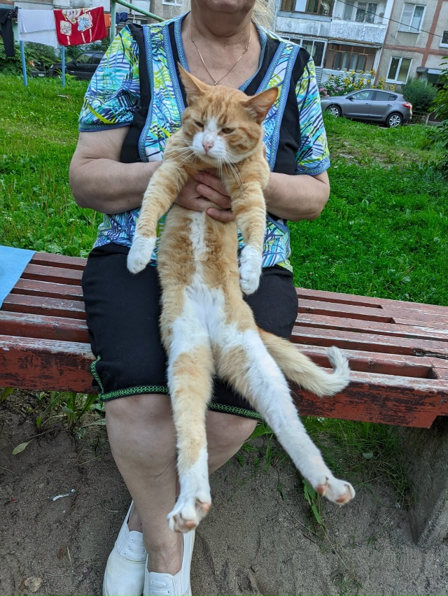 Здравствуйте, нам во двор подбросили молодого рыжего к...
