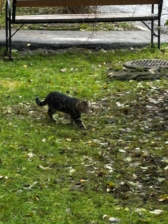 Хозяин, заберите кота. Уже месяц бегает между домами на...