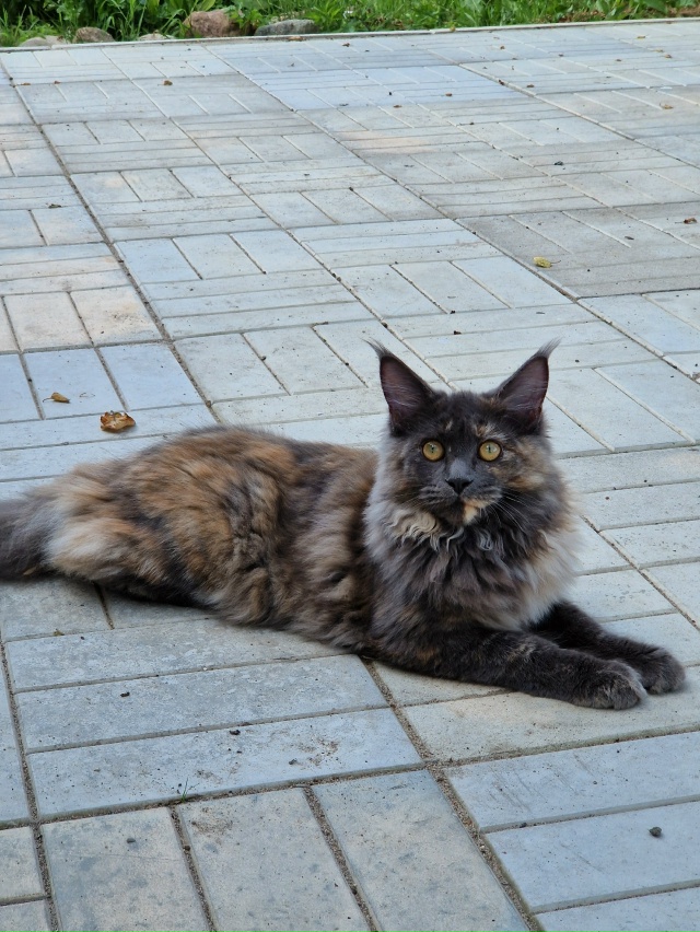 Добрый день! Потерялась кошечка в районе 20линии частно...