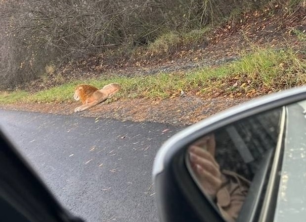 Вот в Можайских лесах львов то развелось в этот год 🦁