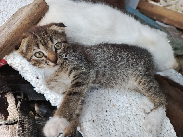 Котятки ищут любящую семью)
Все умнички)